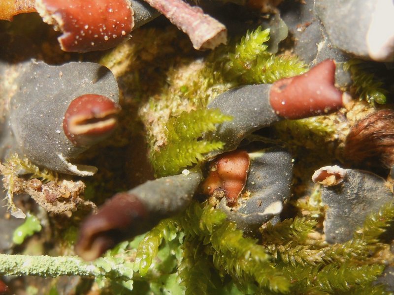 Peltigera sp. da Luogosanto